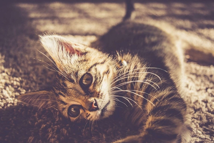 chaton couché sur un tapis